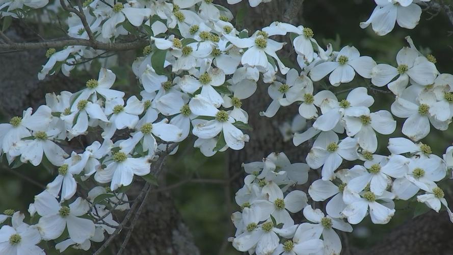 Springtime spurs on special outdoor projects, including planting