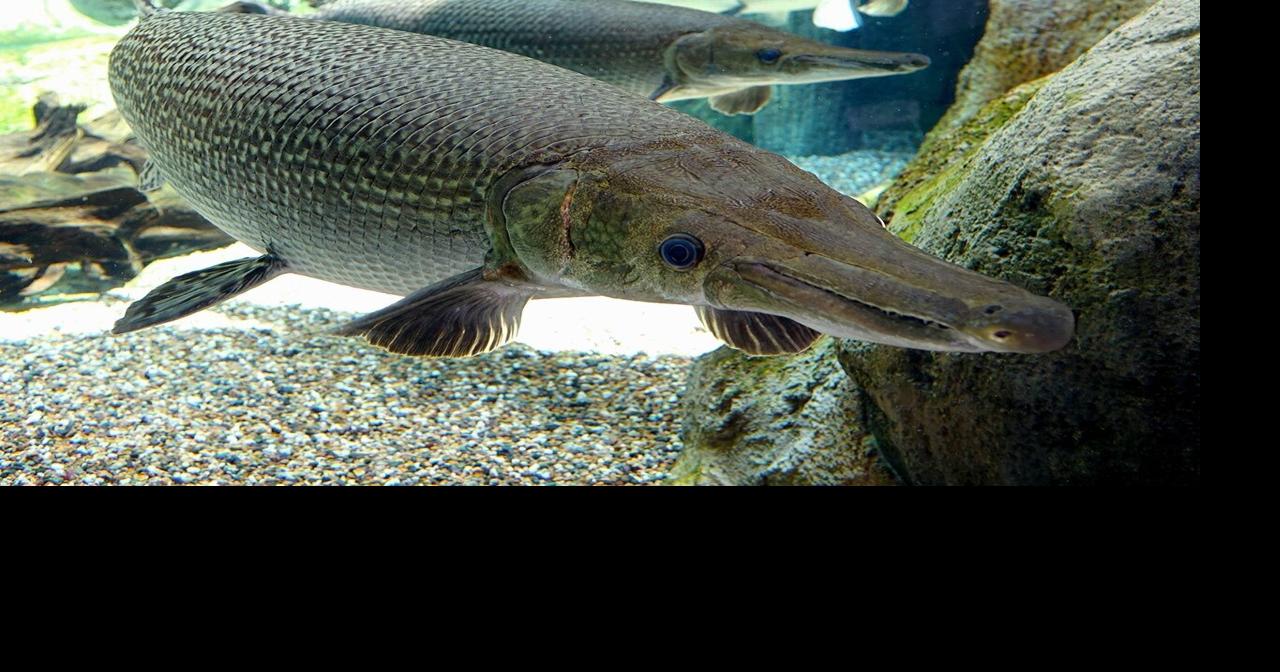Gar Week: Celebrating the region's ancient fish | News | WPSD Local 6