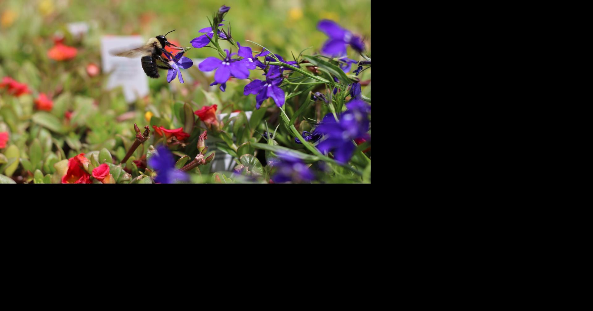 Local experts talk gardening for pollinators | News | WPSD Local 6
