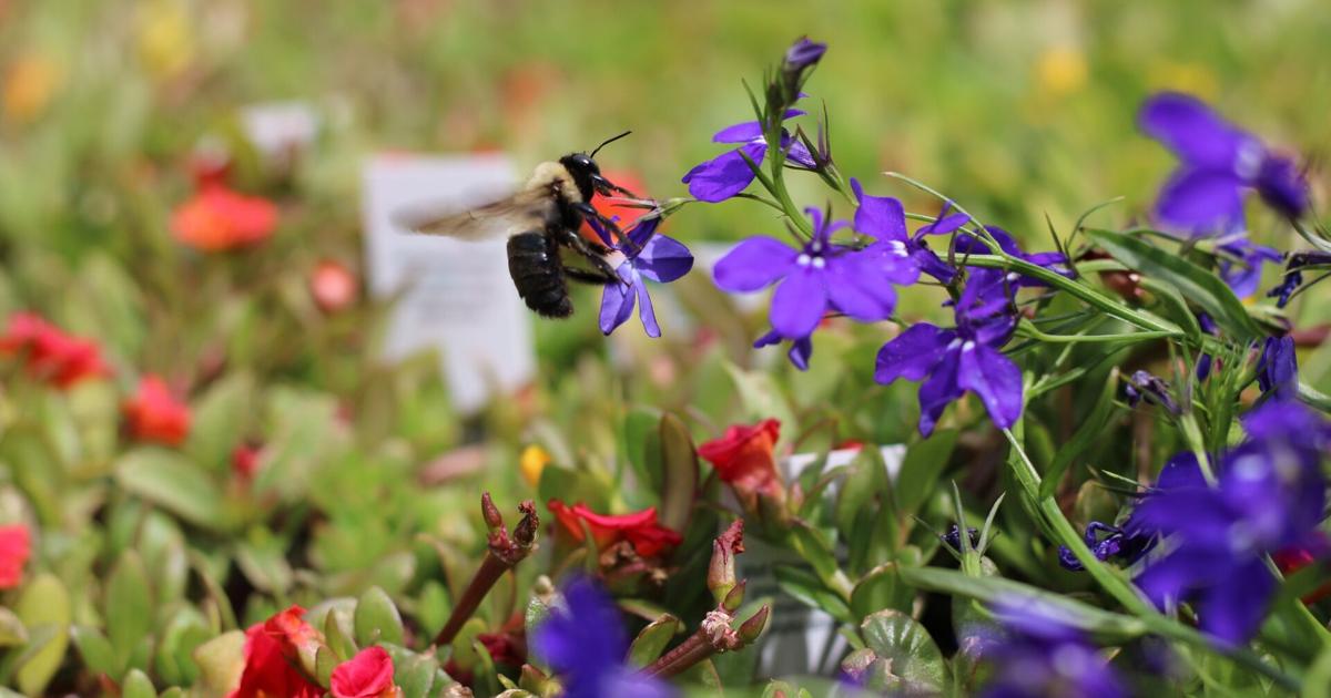 Pollinators Vip Local experts talk gardening for pollinators | News | WPSD Local 6
