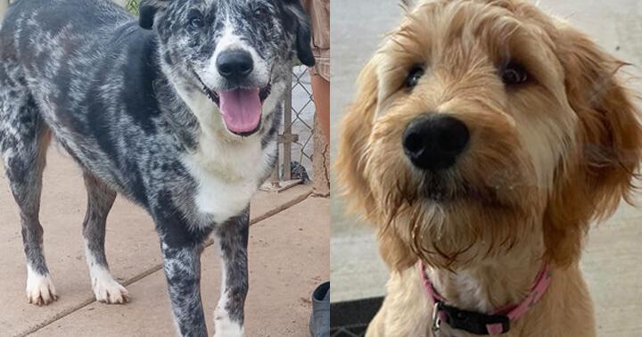5-year-old Aussie Mix looking for a new home, and an update on last week's pup, Sassy - Vimarsana News