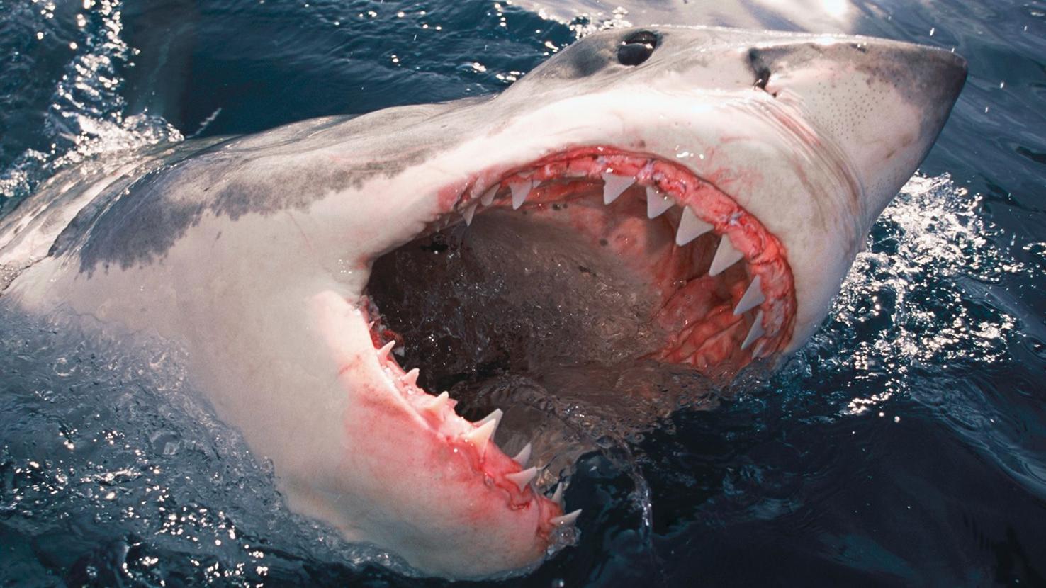 How to survive a shark attack – or better yet, avoid one entirely