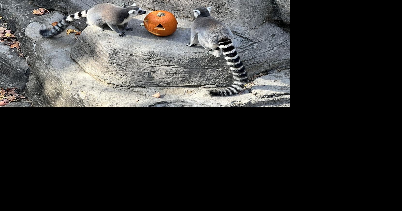 'Don't trash it, smash it!' — Smashing pumpkins for sustainability