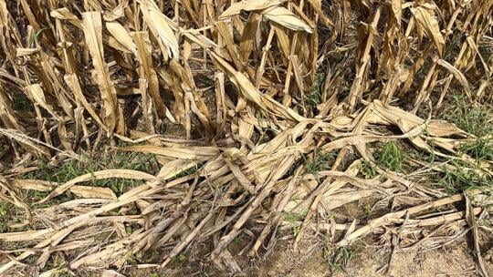 Storm damage hits western Kentucky crops ahead of harvest season