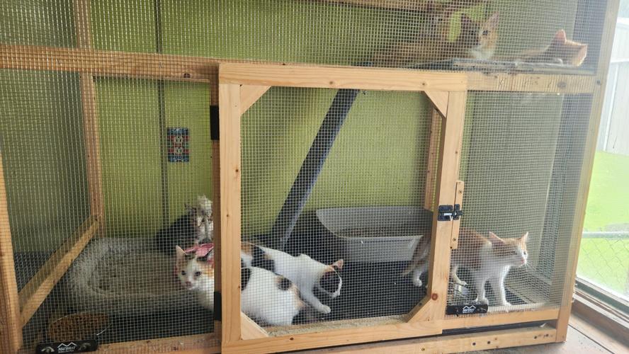 Marshall County Fiscal Court issues apology after kittens given drug