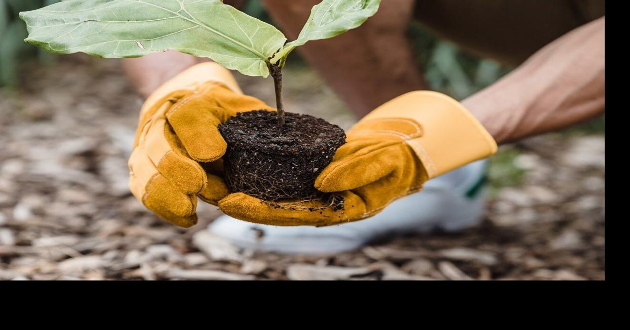 Grow Food Challenge offers free seeds, prizes for northwest Tennessee youth