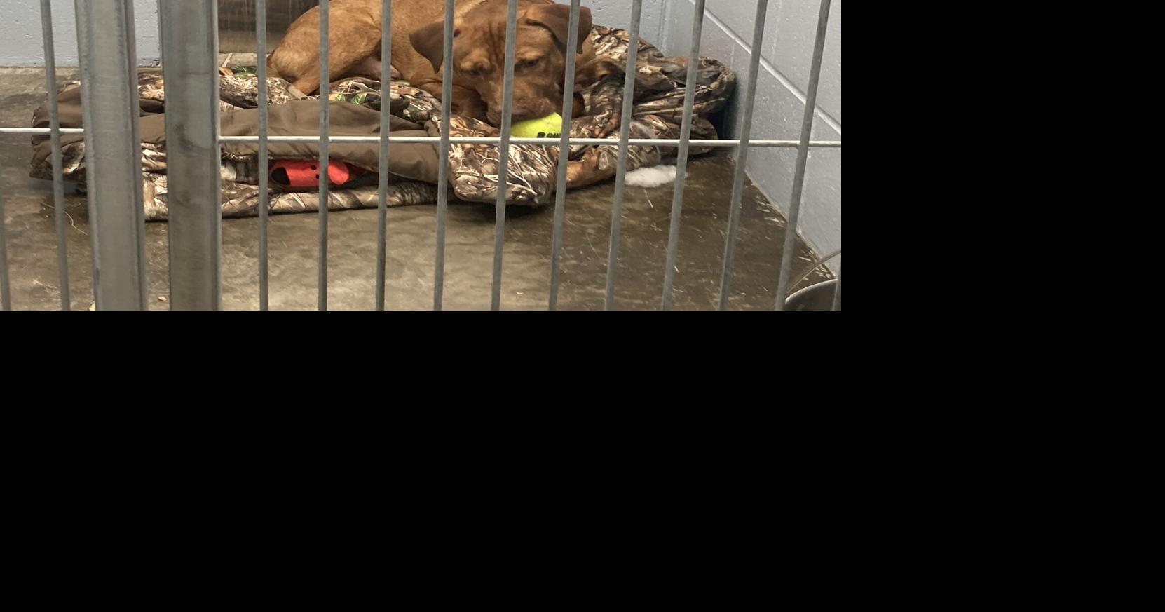 Hurricane Helene shelter dogs settling in in Eau Claire after cross ...