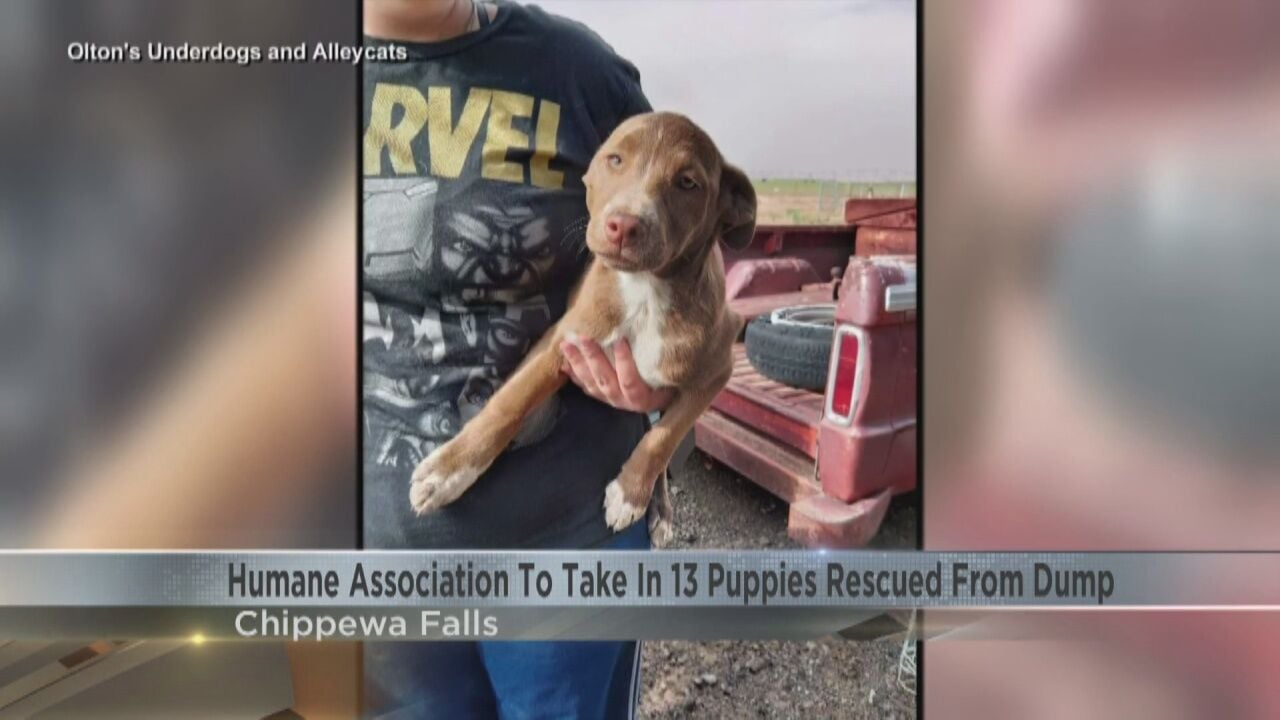 Chippewa Humane Association preparing to take in 13 puppies that