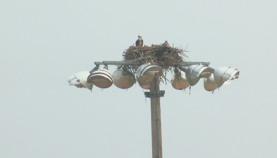 You Ask, We Answer: What Are The Big Birds That Live In Bollinger ...