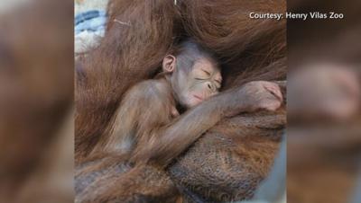 Henry Vilas Zoo welcomes baby orangutan | Zoology | wqow.com