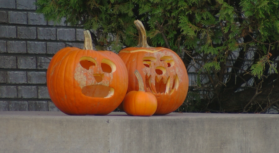 Don't send your pumpkins to the landfill