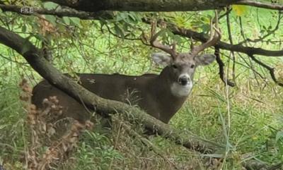 CWD Impacts Wisconsin Deer as Hunting Season Starts