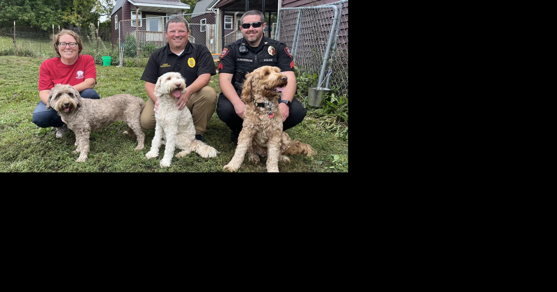 Blueberry Cottage Labradoodles raise therapy dogs for law enforcement ...