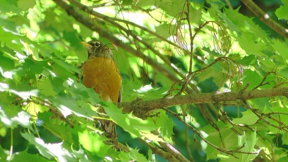 What You Re Doing That Could Be Poisoning Our Birds News Wqow Com