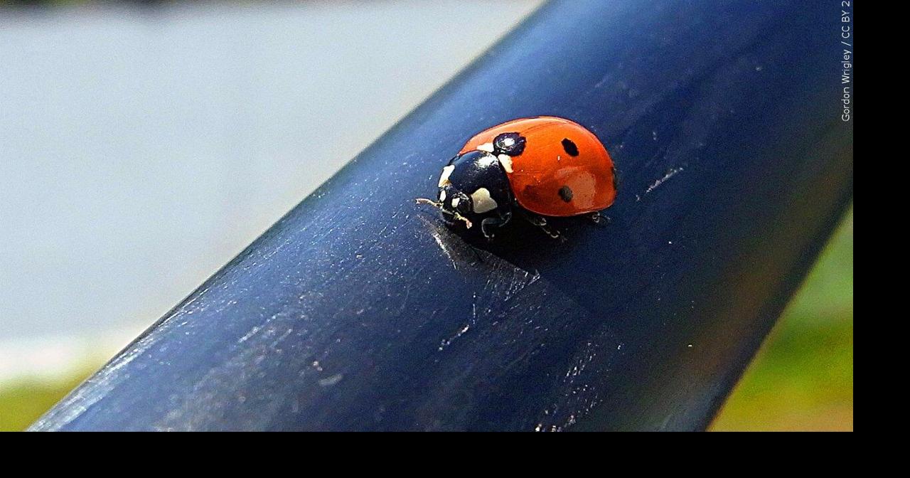 You Ask, We Answer: How can you tell the difference between ladybugs ...
