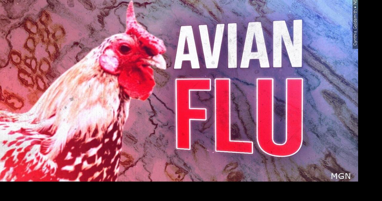 Barron County poultry flock quarantined after highly pathogenic bird ...