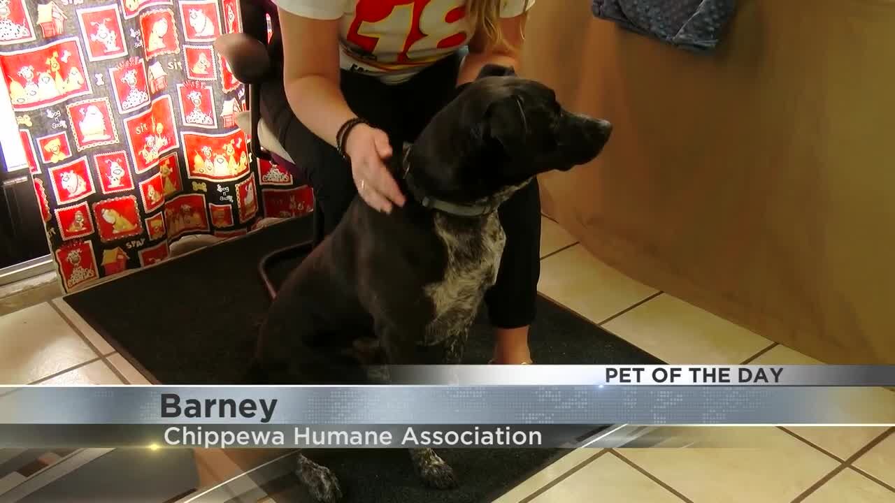 Pet of the Day Barney Archive wqow