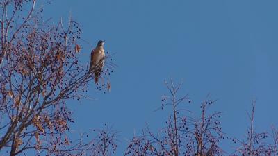 Why Are You Seeing Robins in Winter? - Cool Green Science