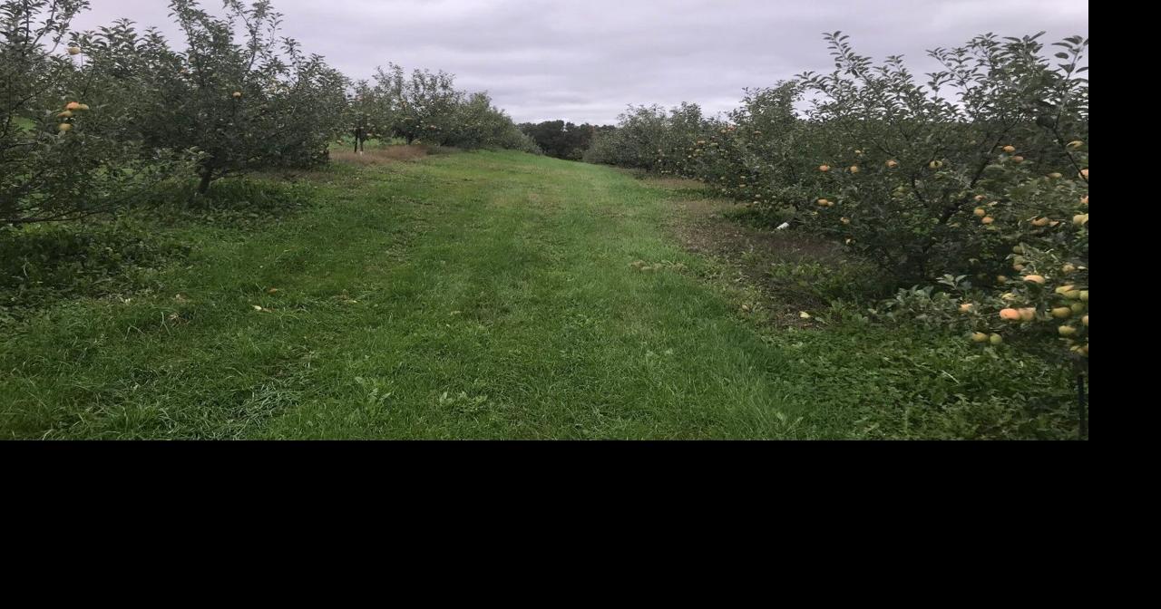 Cadott apple orchard reveals its patented champagne apples Archive