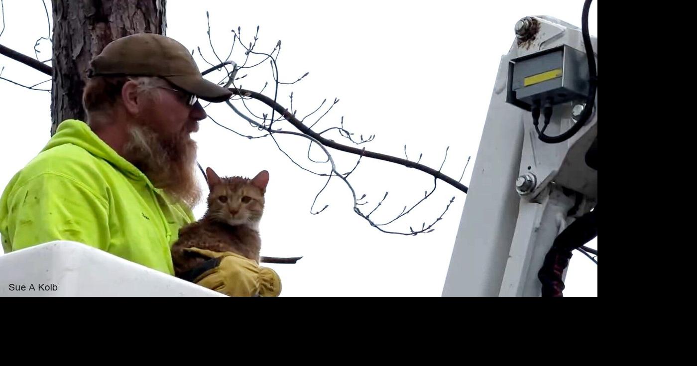 Local tree care company saves cat from tree | Chippewa Valley News ...