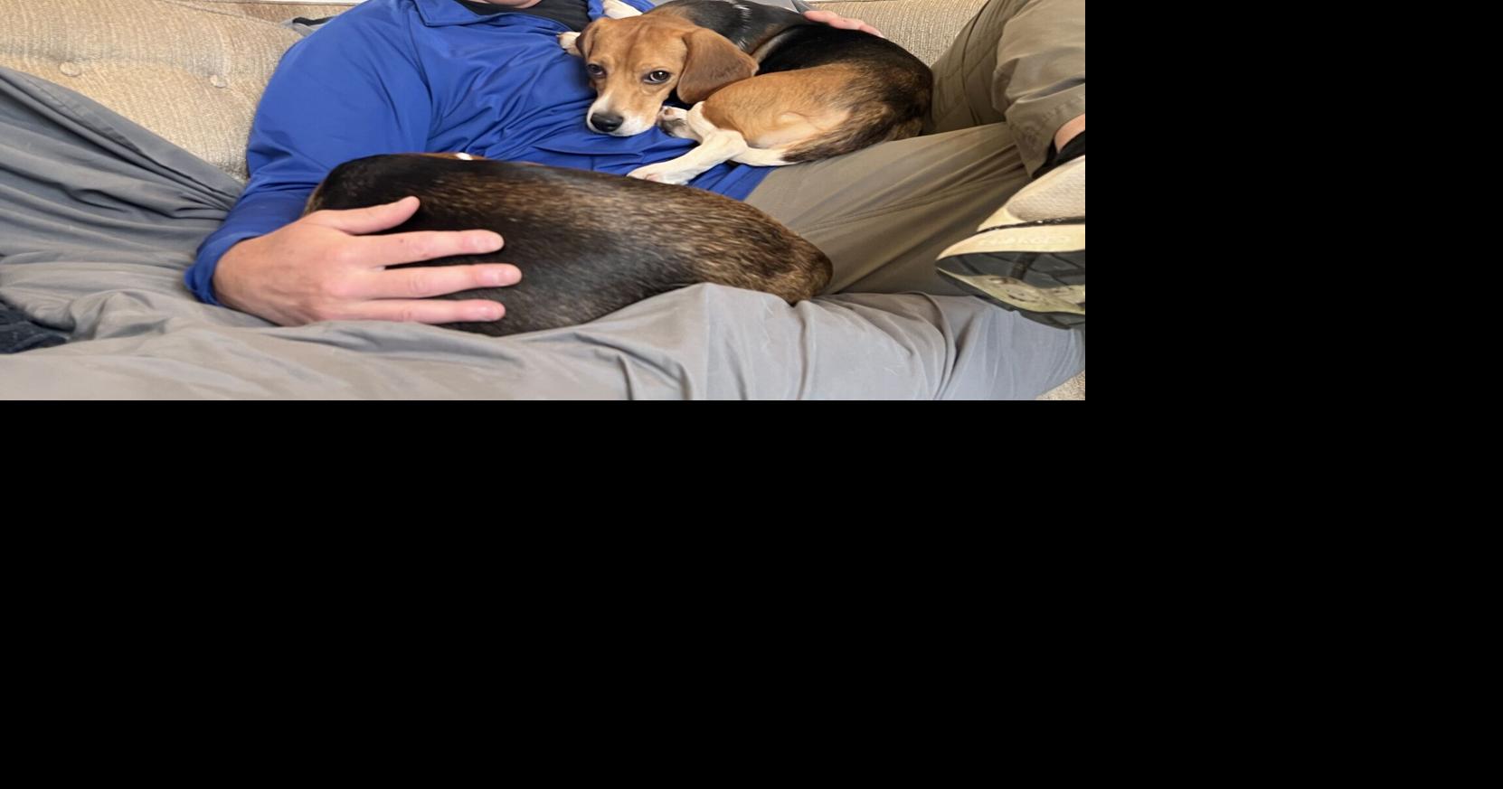 Trio of Ridglan Farms beagles settling into Bob's House for Dogs | Eye ...