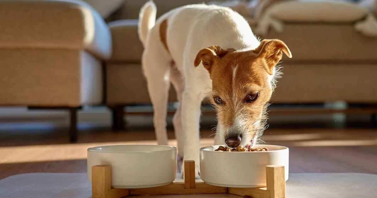 Commercial dog food contains ‘alarming’ levels of lead, mercury and other contaminants | National Commercial dog food contains ‘alarming’ levels of lead, mercury and other contaminants | National