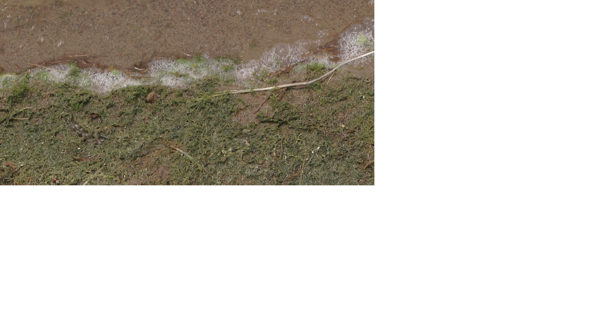 Health department urging caution with algae as beach testing ends for the season
