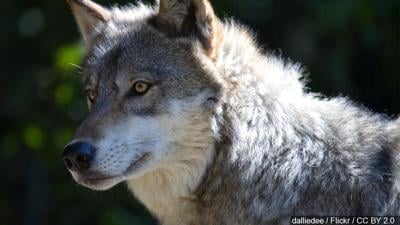 Gray wolf removed from endangered species protection list | News 