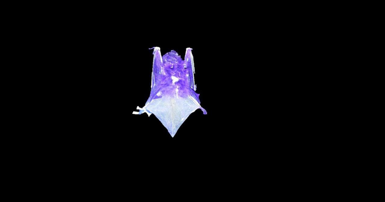 Certain species of bats can glow under UV light. Scientists don’t know ...