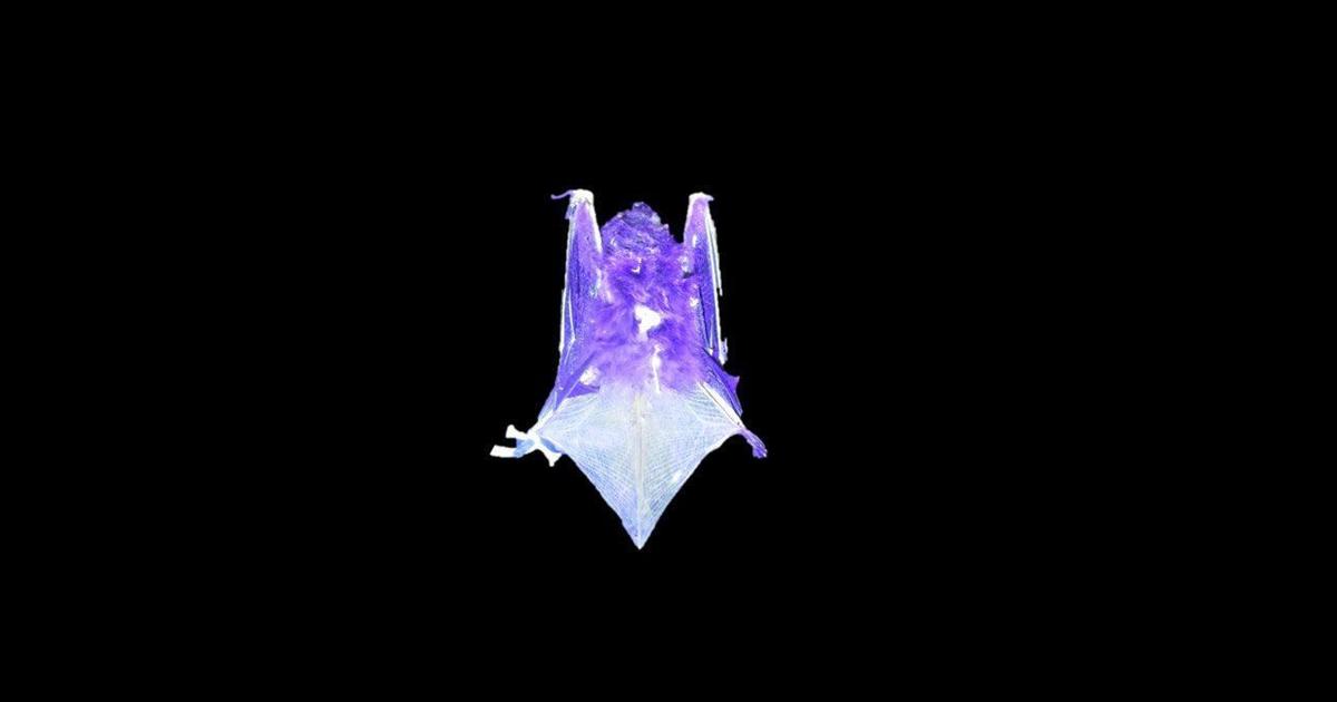 Certain species of bats can glow under UV light. Scientists don’t know ...