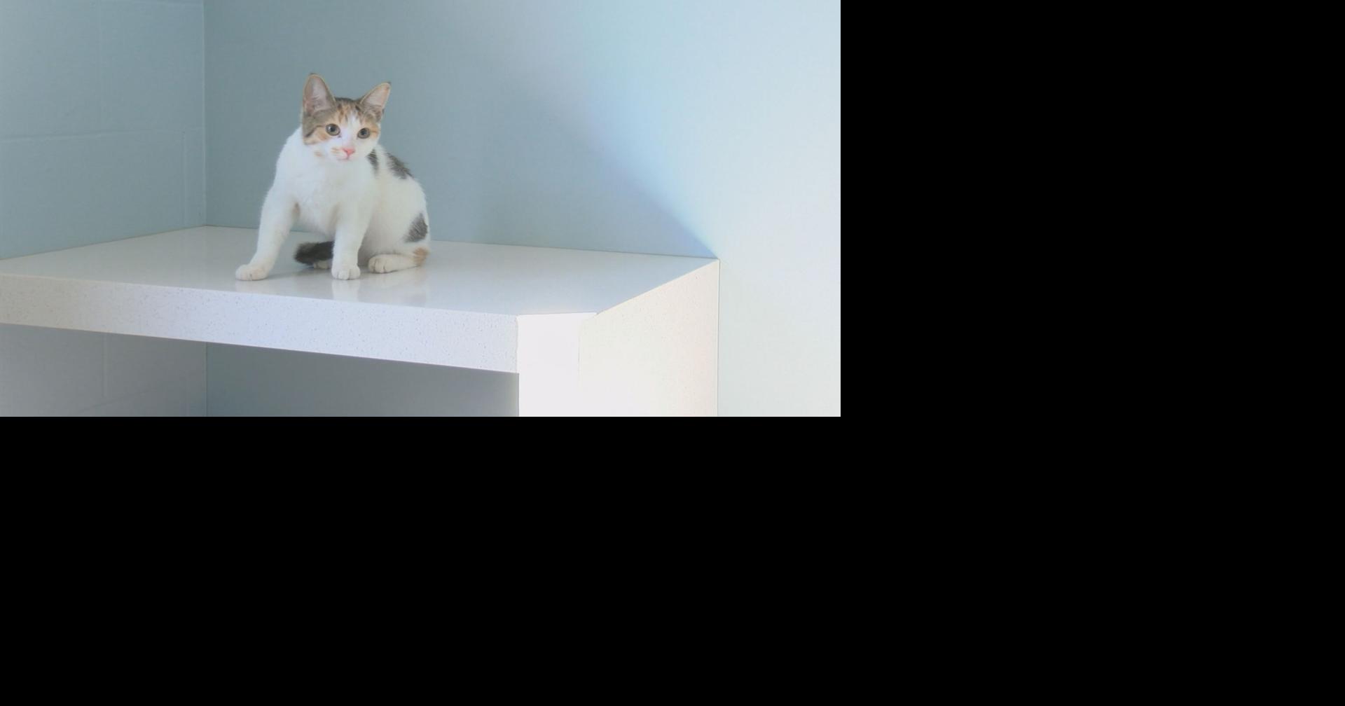 Eau Claire Humane Association finds eight abandoned cats in donation box | Eye On Eau Claire