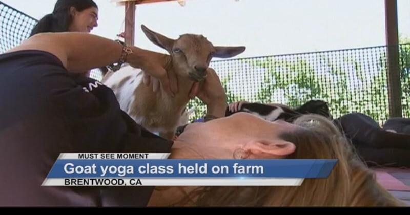 Goat yoga review: Everything you need to know - The Clever West Wind