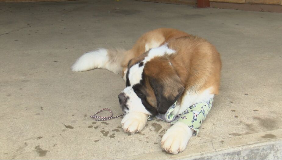 Pregnant best sale st bernard