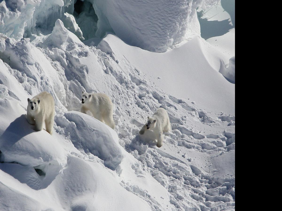 Newly documented polar bear population lives in a surprising place |  International | wqow.com