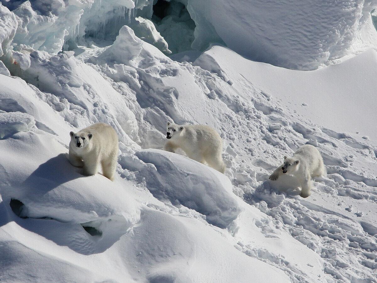 Newly documented polar bear population lives in a surprising place | International | wqow.com