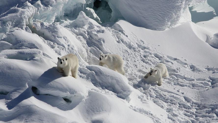 Newly documented polar bear population lives in a surprising place
