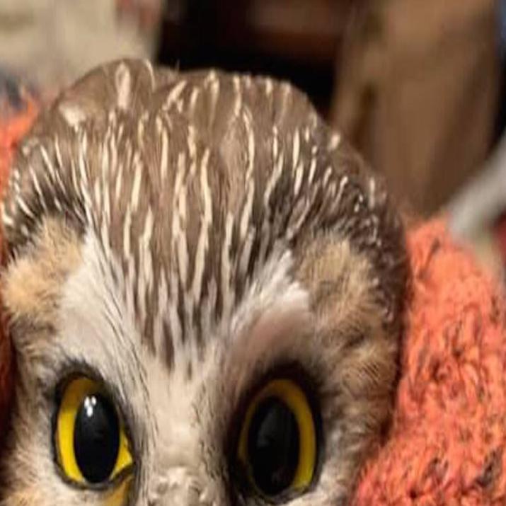 Owl Rescued After Being Trapped For 3 Days In Rockefeller Center Christmas Tree Archive Wqow Com