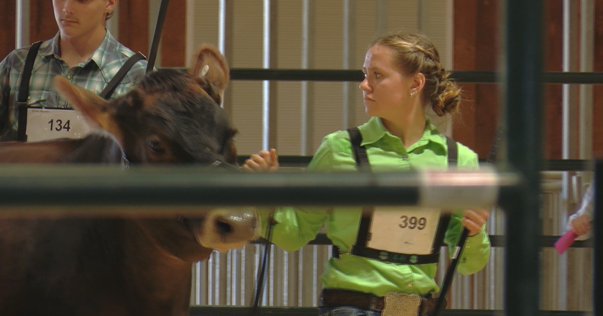 Livestock showing underway at the Northern Wisconsin State Fair