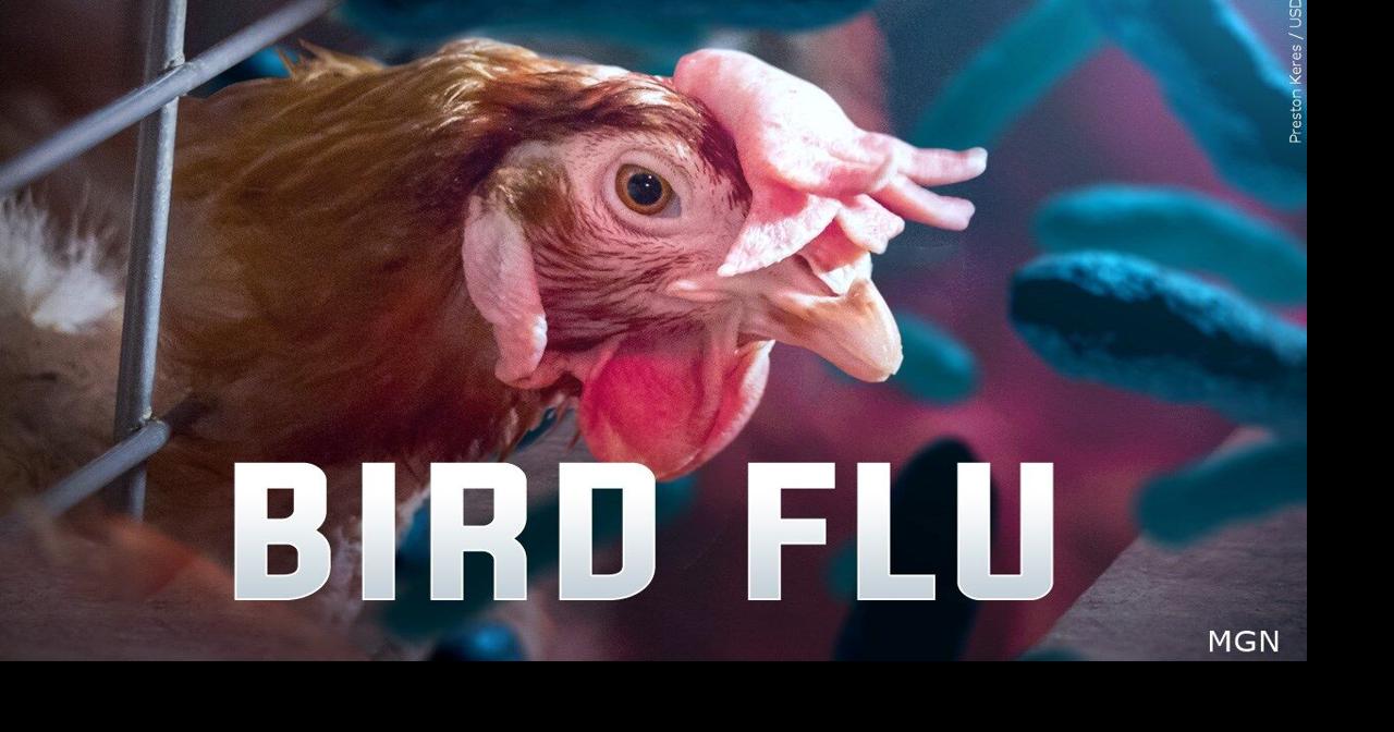 Bird flu is making a reappearance in Wisconsin, new case found in ...