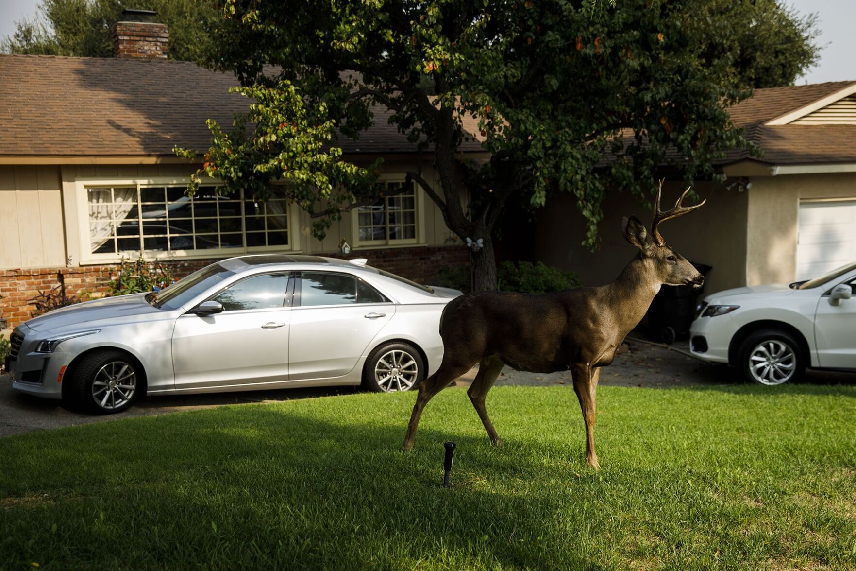 Forget sharks and bears – it's deer that you should worry about