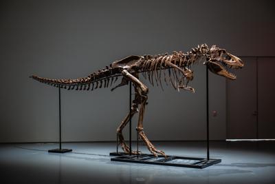 Scientists are concerned about the million dollar auction of this dinosaur skeleton