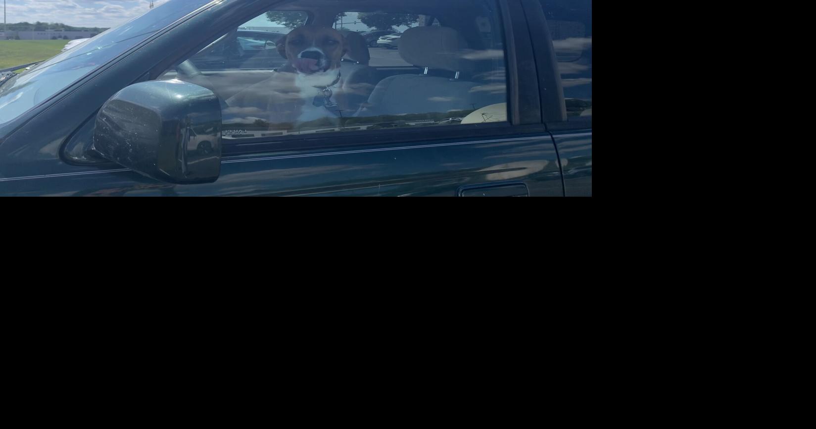 what happens if you leave your dog in a hot car