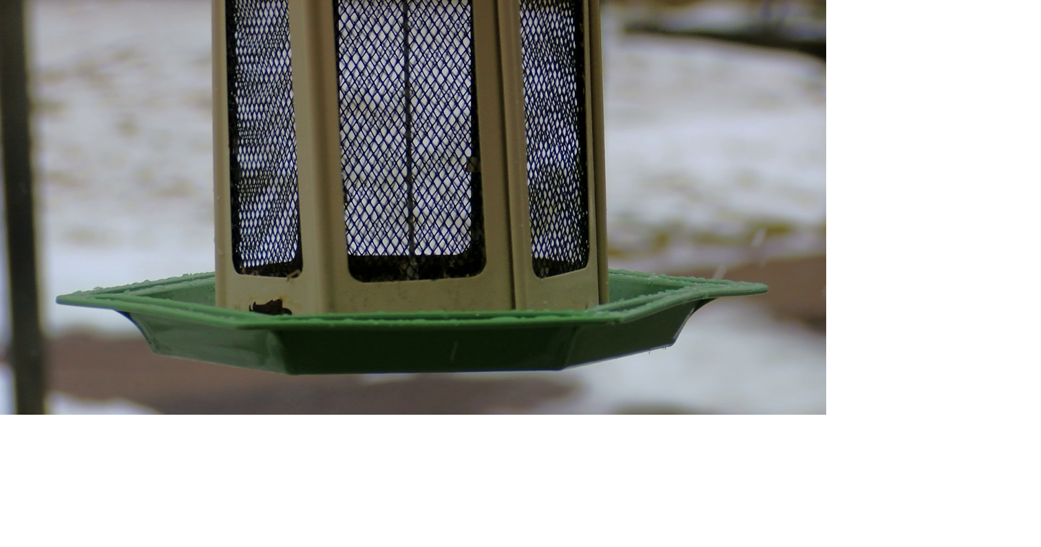 You Ask, We Answer Why are fewer birds visiting feeders? News