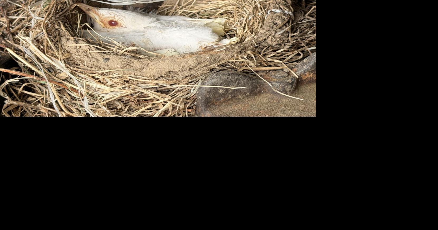 Colfax couple finds rare albino bird on property
