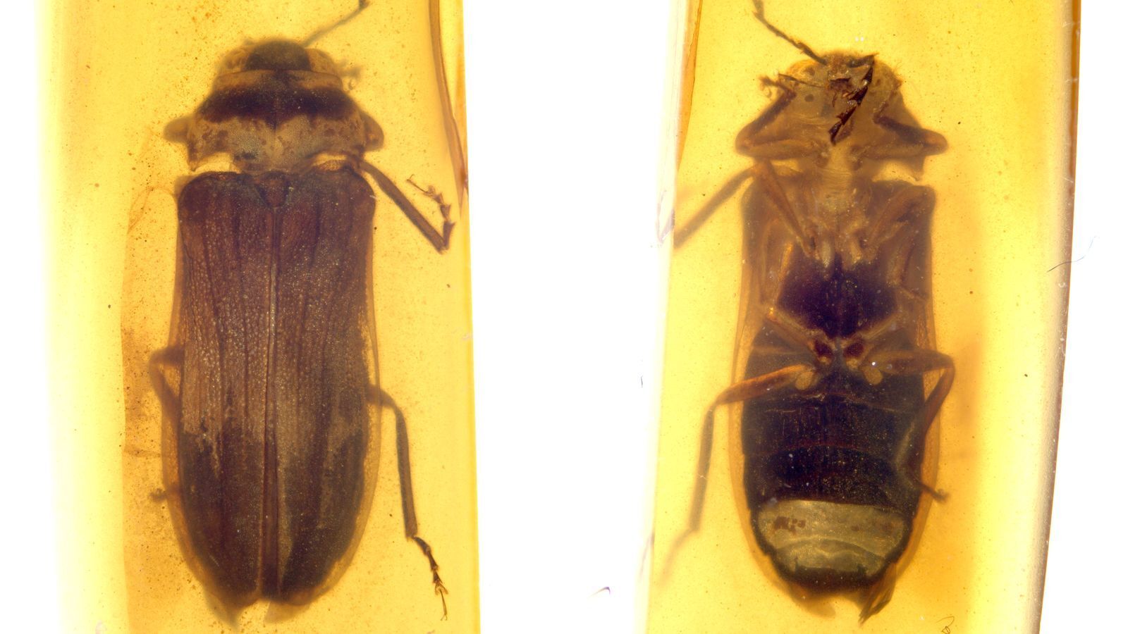 洋楽 bugs in amber rocketship leters Bugs In Amber - 
