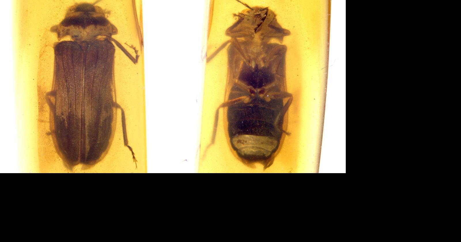 Stunning fossil trapped in amber reveals previously unknown species that lived during the time