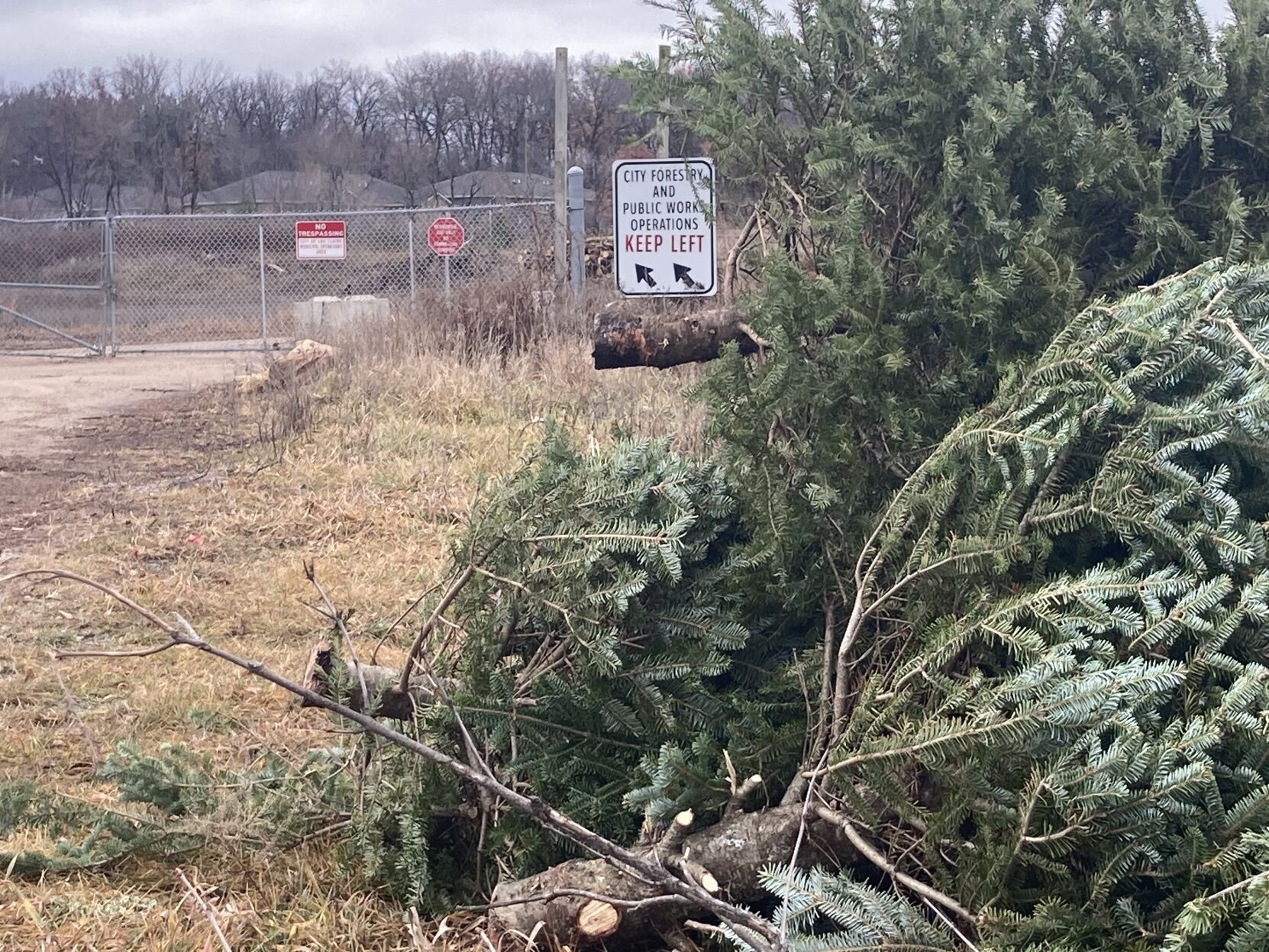 How to dispose of Christmas trees in the Chippewa Valley Eye On