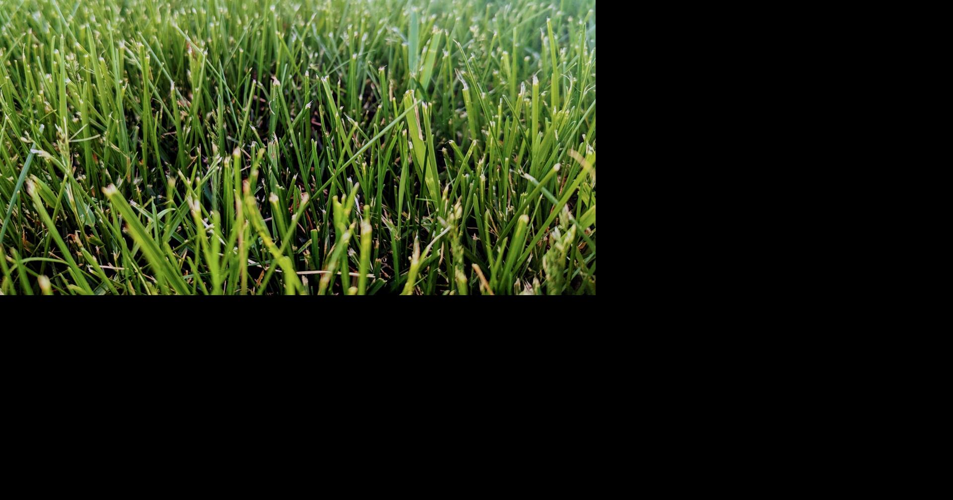 You Ask, We Answer Can you bury a pet in the backyard? You Ask, We