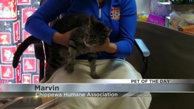 marvin