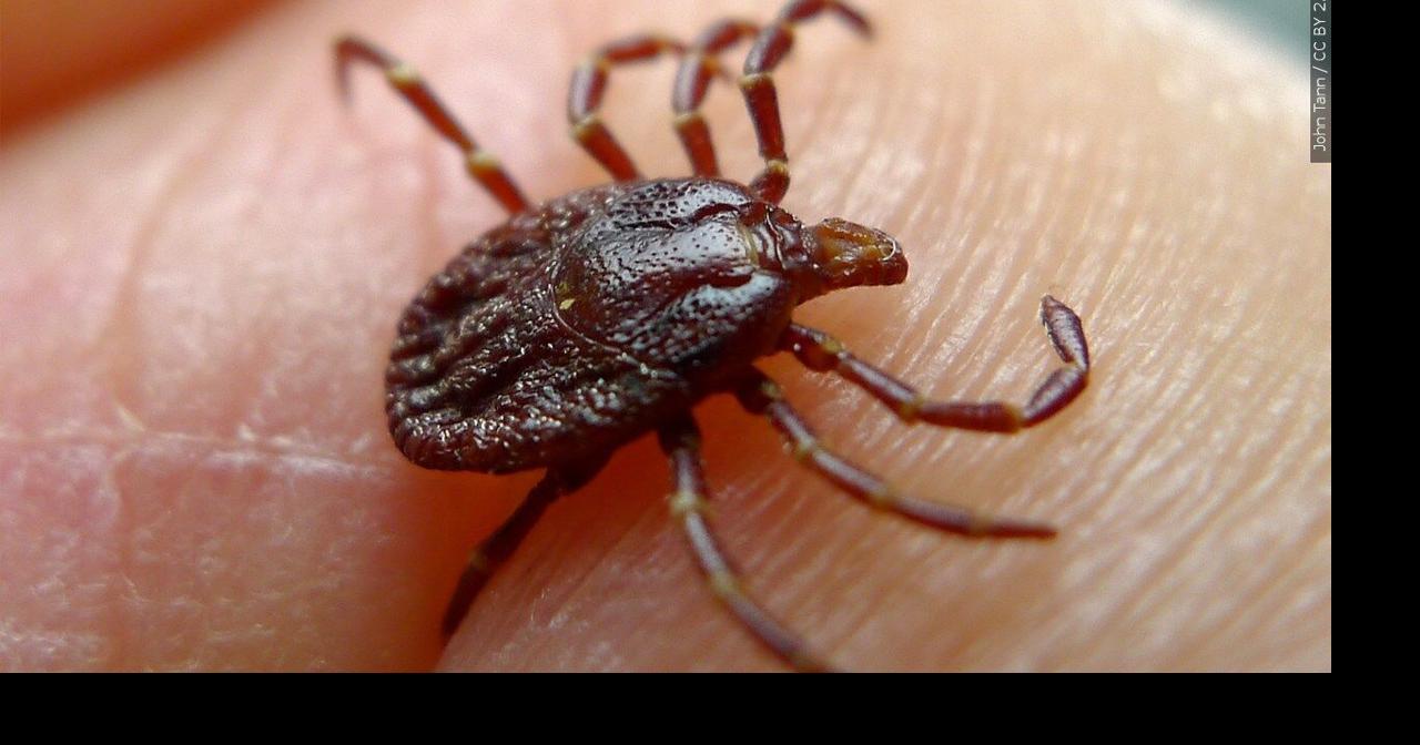 Tick-related hospital visits in Wisconsin trending higher, earlier this spring